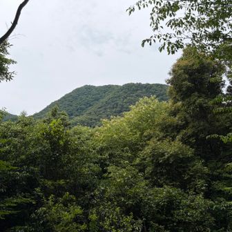 振り返ると雄岳が見えてました