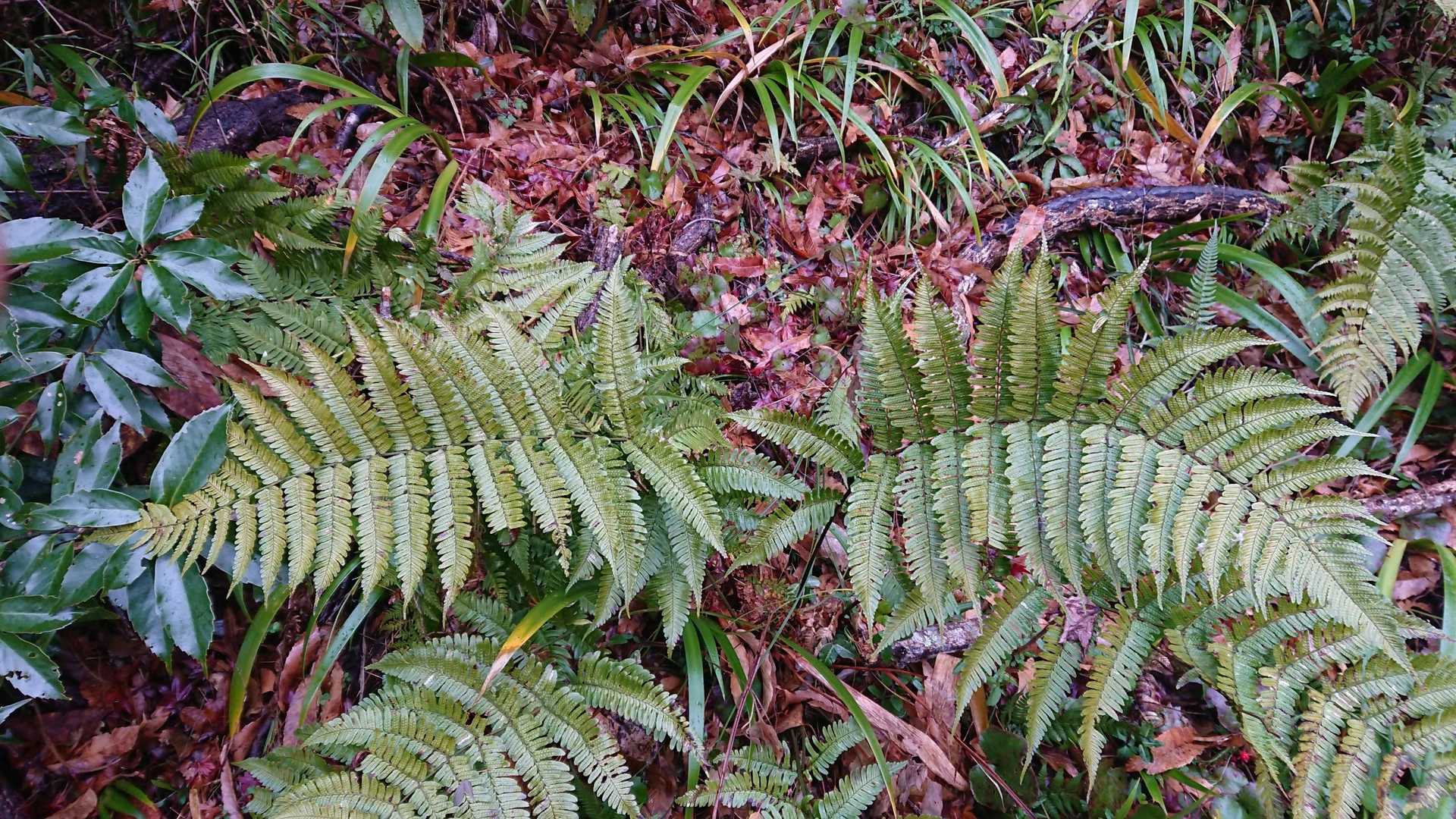 短い時間でしたが、キツイお山で “シダ🌿” ～😅