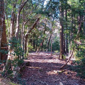 北尾根下りは、ピンクリボンの方へ進む