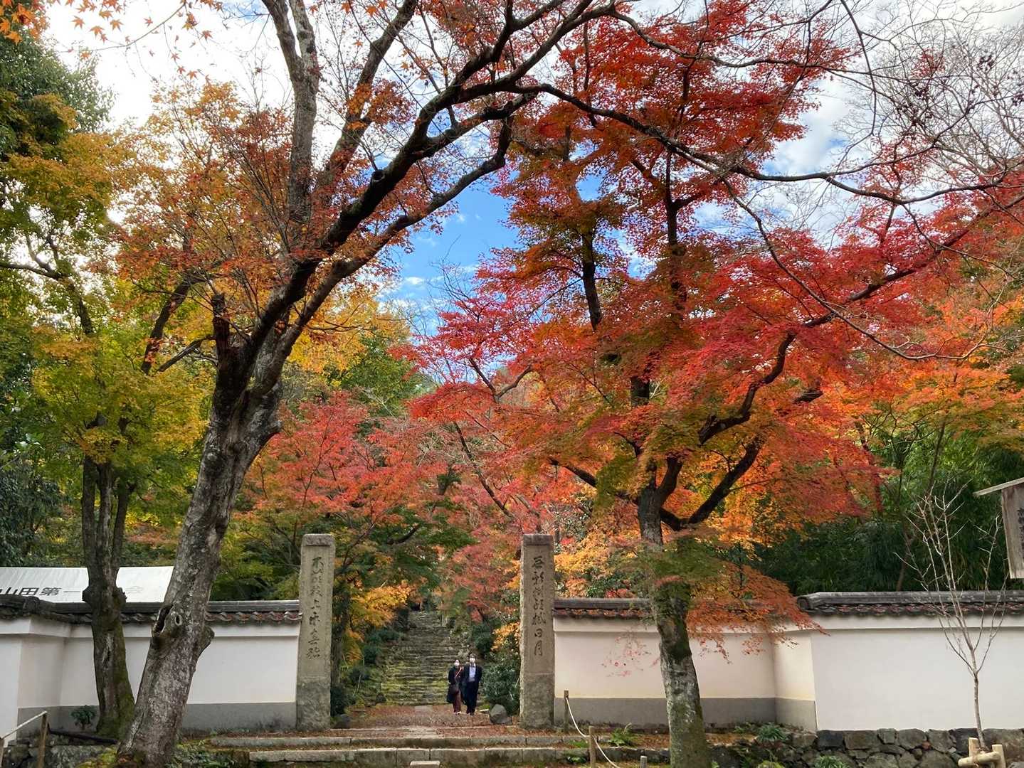 秋の特別公開，拝観料800円
天気が今一つなので今回はパス
紅葉🍁が綺麗です。
