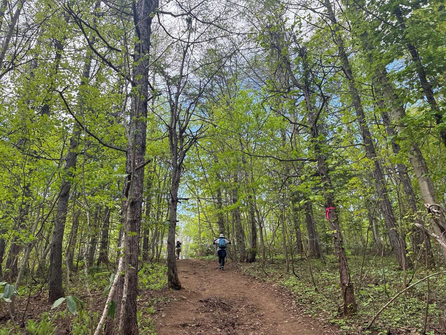 新緑の登山道