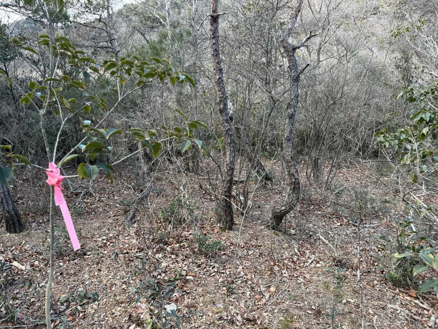 ピンクテープを追ってルート修正中。