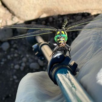 突然オニヤンマくんがストックに止まる奇跡❣️
片手で必死に撮りました😆
