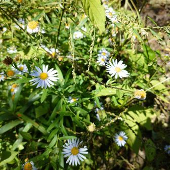 キク科のお花🌼