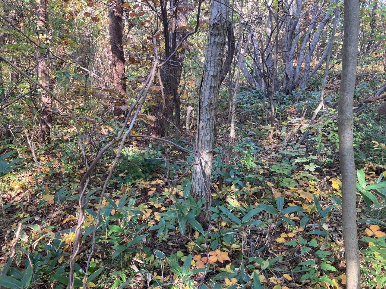 松倉山頂上⛰見渡す限り藪しかありません😵