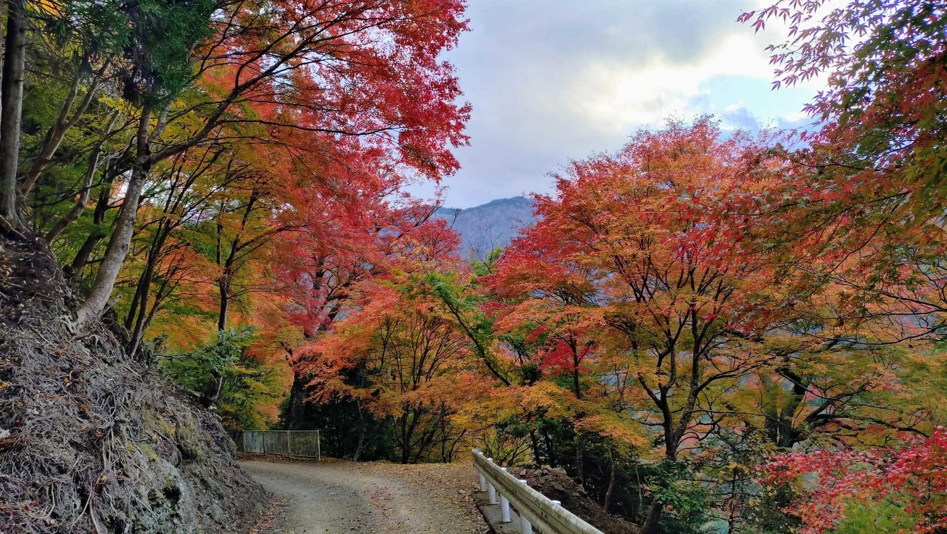 もう足がヤバいけどゴールまで走るよ。
それにしても紅葉素晴らしいな🍁