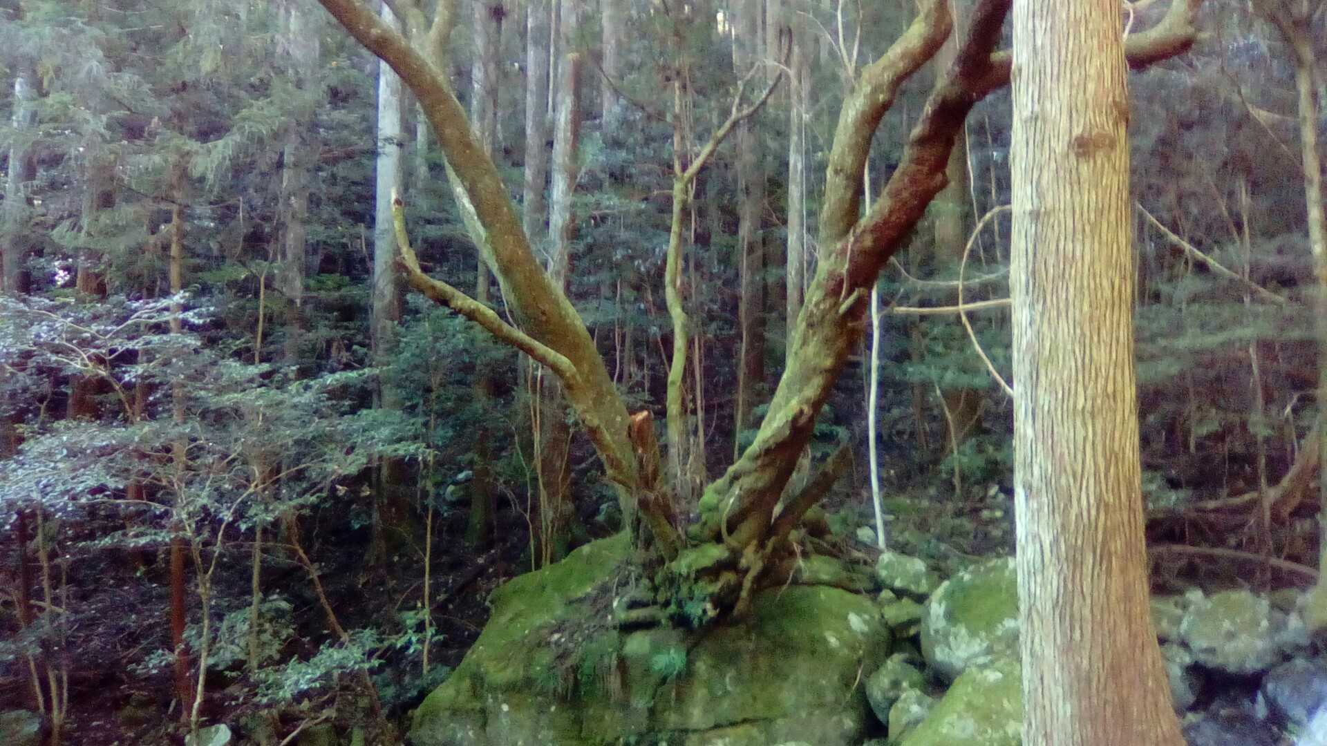 岩の上に木がΣ(･ω･ﾉ)ﾉ！
なんだこれっ！！