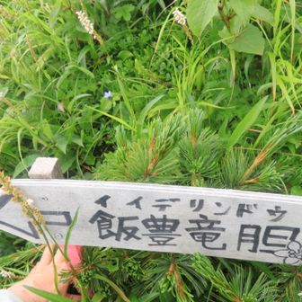 飯豊竜胆(イイデリンドウ)やったー🙌🏻🙌🏻