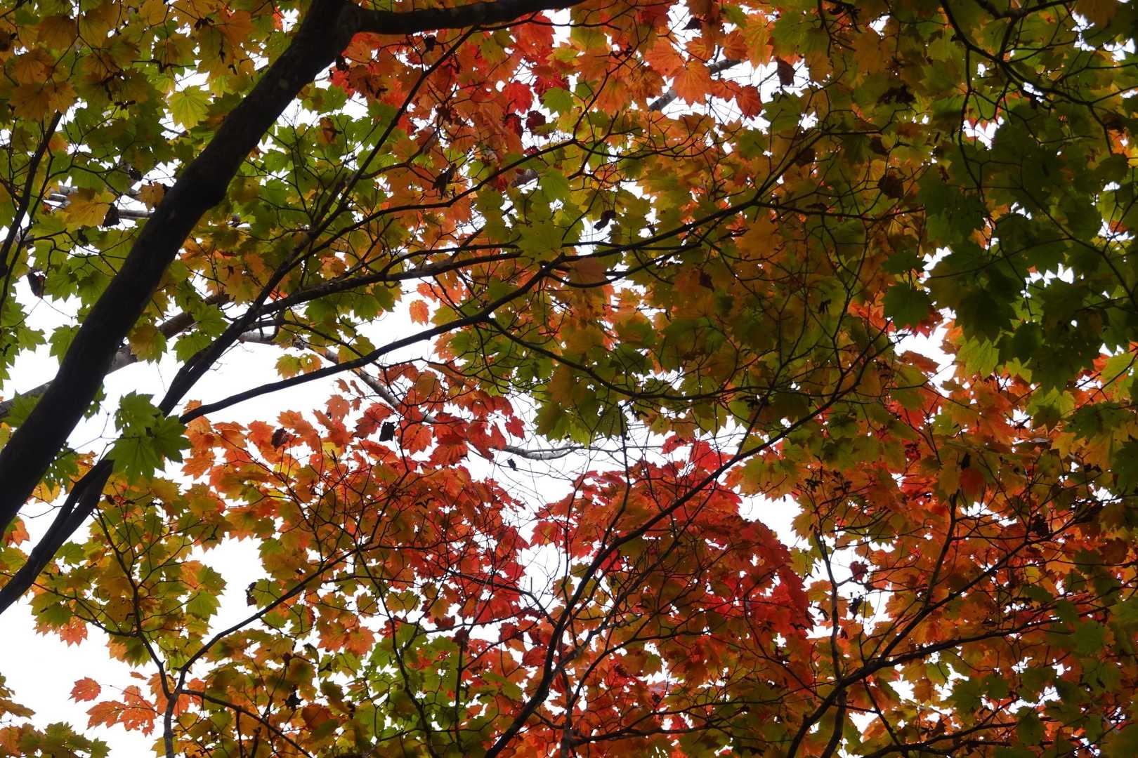 何色カエデ！