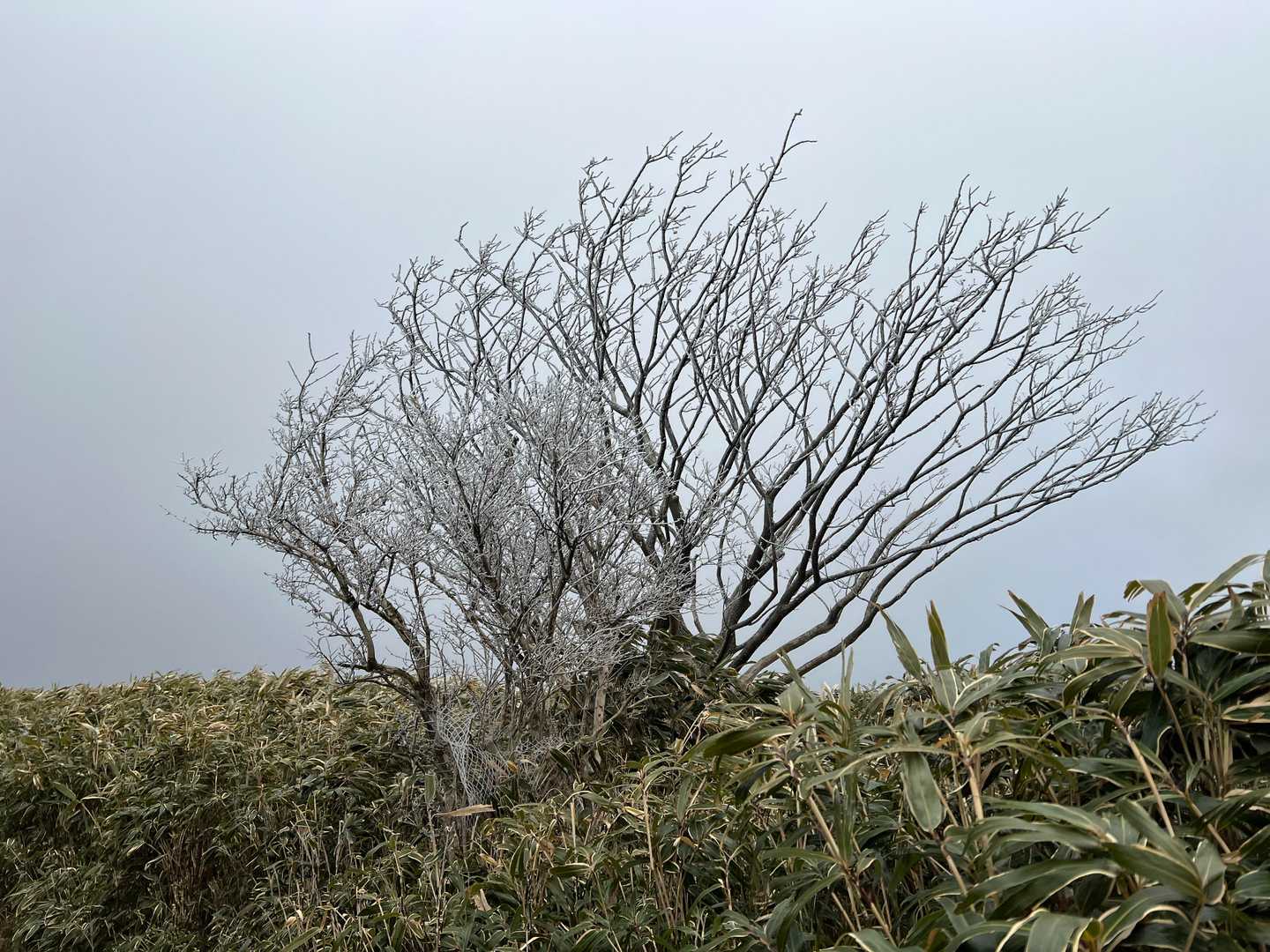 寒いです🥶伊豆半島の低山ですが　霧氷ができていました　風が強くてスマホがあおられます