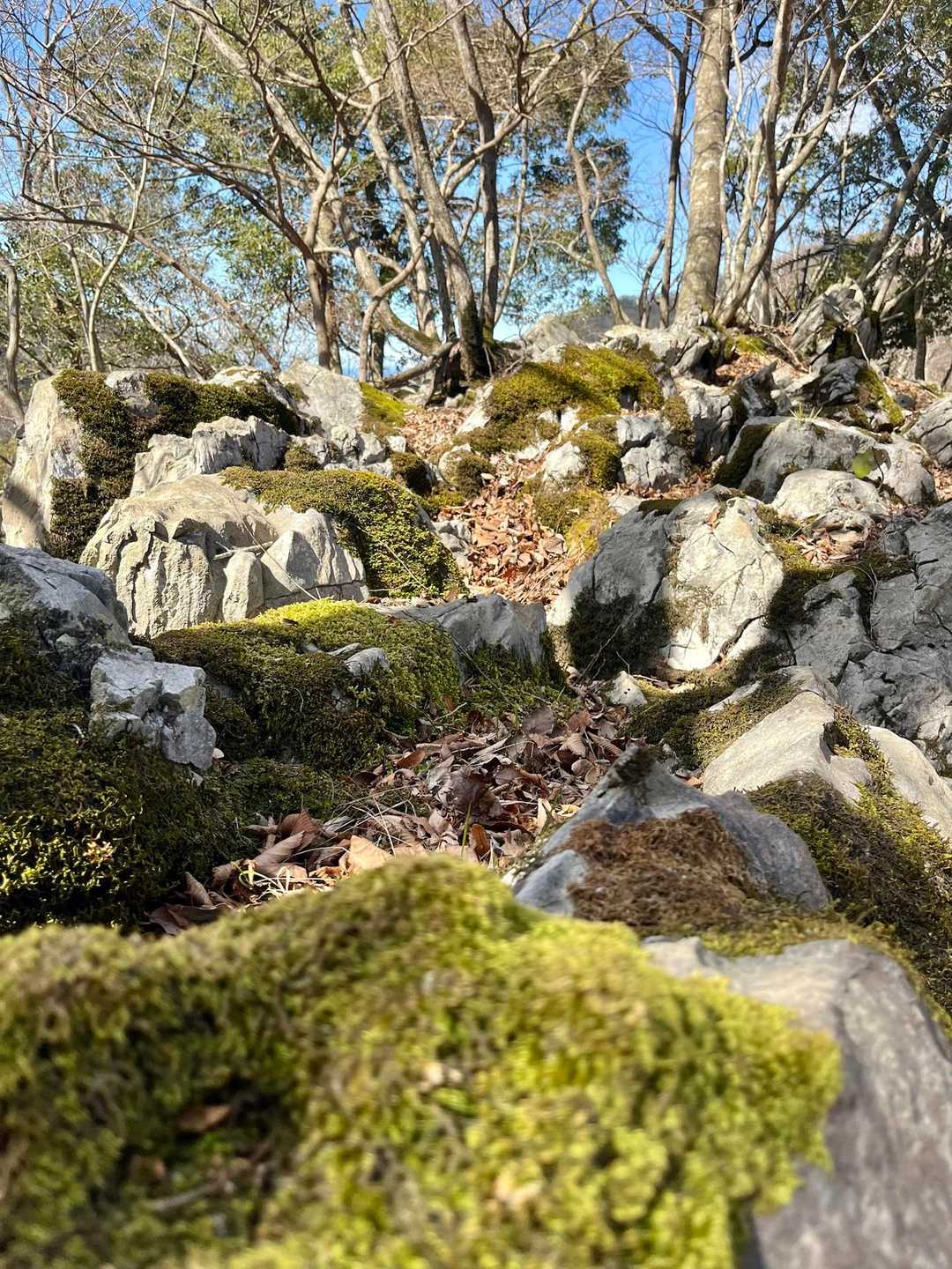 岳の畑-鍋尻山 往復コースの写真