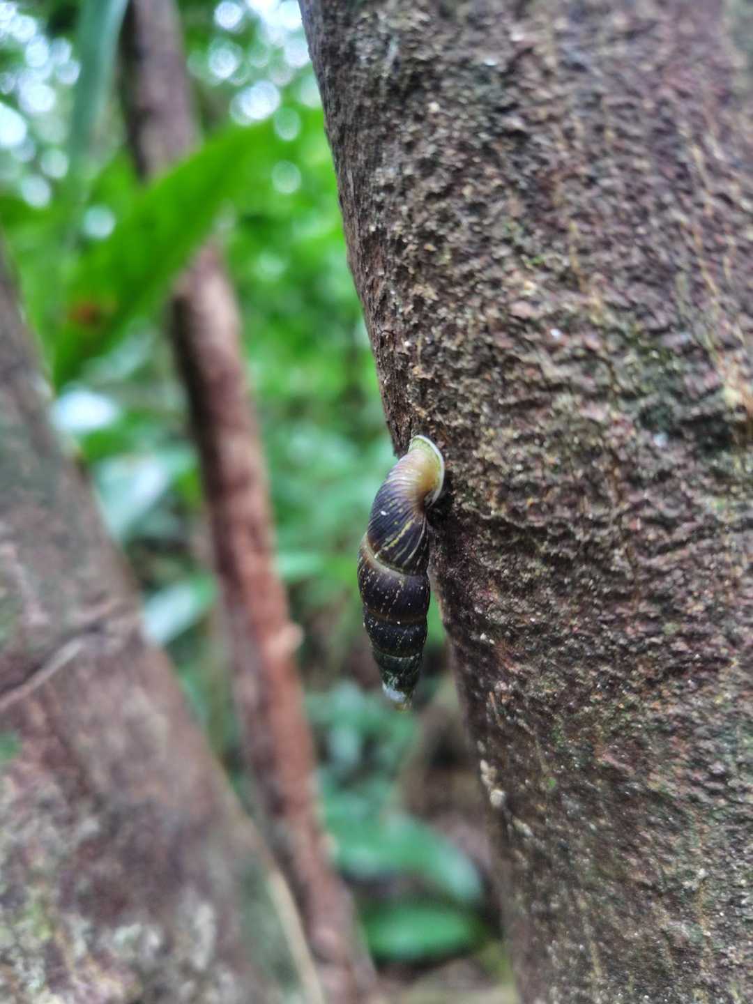 与那覇岳 往復コースの写真