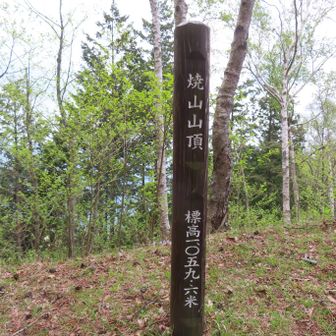 焼山
展望塔は立入禁止⚠️
ここから黍殻山避難小屋まで乗合タクシーで一緒の方と歩く
バスを使った山登りをしている方で関東周辺のバス事情を伺う🚌