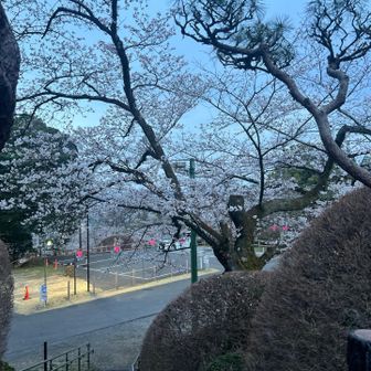 桜🌸が綺麗でした