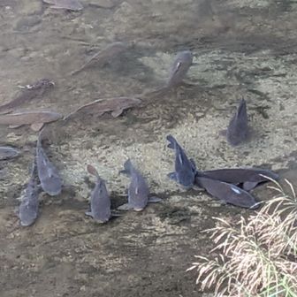 おはようー
鯉の集会かな🤭いっぱいかたまってる😀