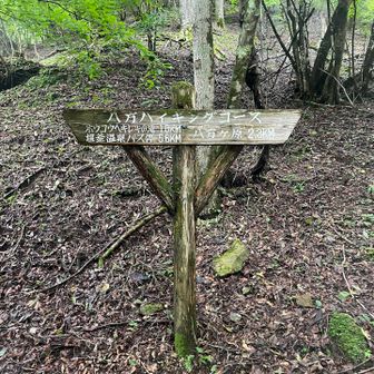 ハイキングコースって感じの道ではなかった。荒地である。
