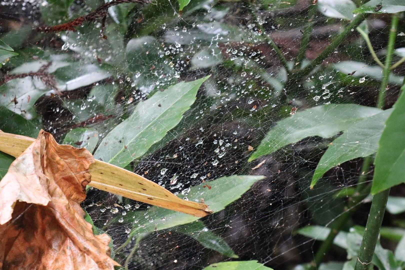 蜘蛛の巣に水滴💧