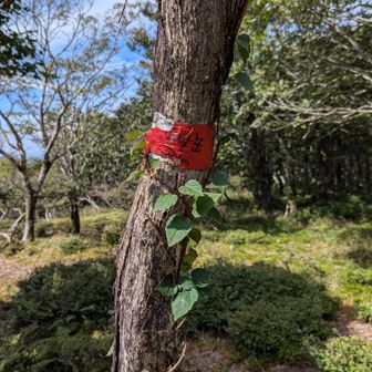 コヤマノ岳登頂、少し下ると看板あるとか。