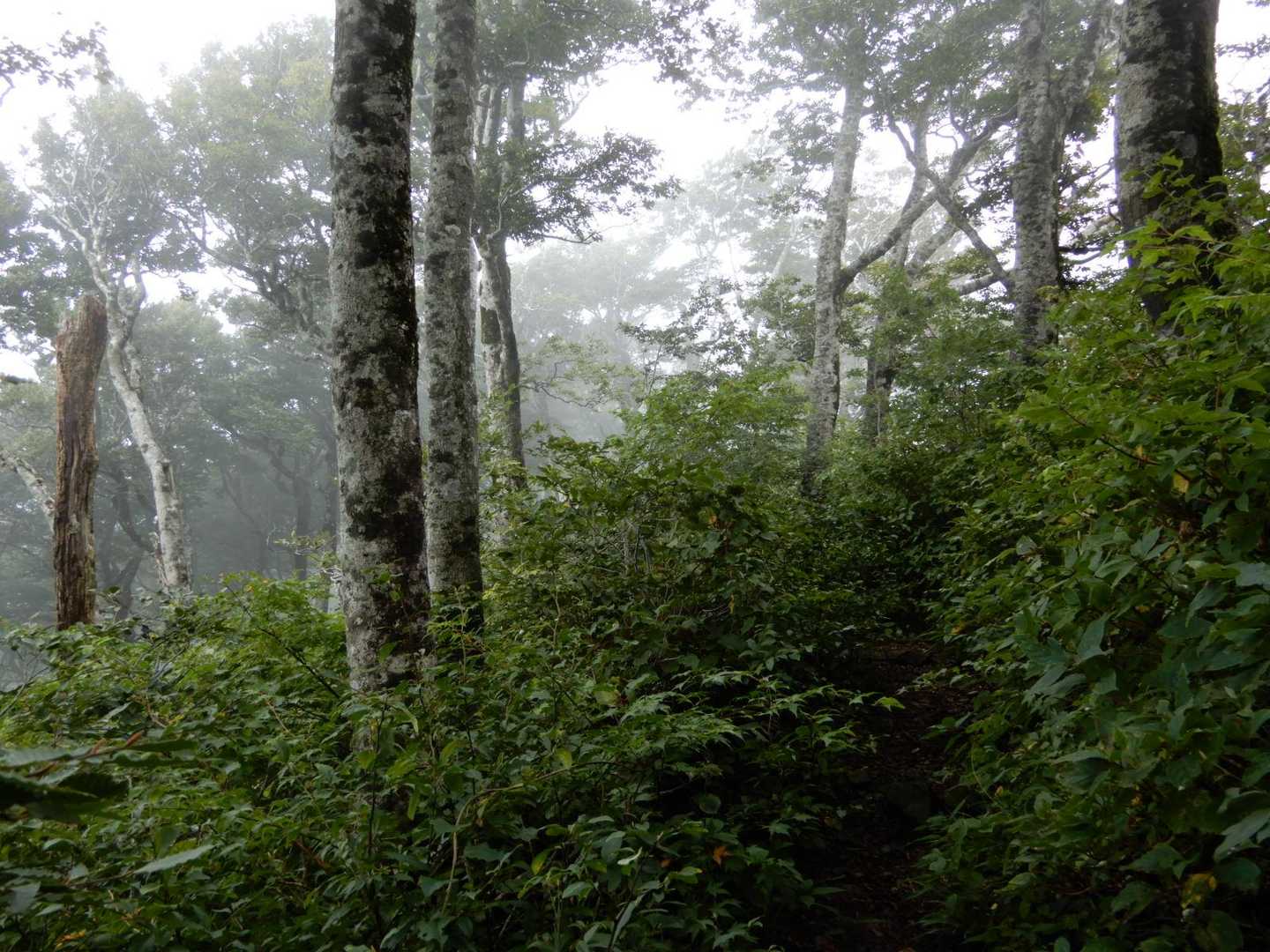 急坂を登り終え、緩やかに尾根道を辿ると