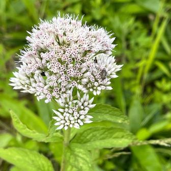 アサギマダラが好きなお花✭