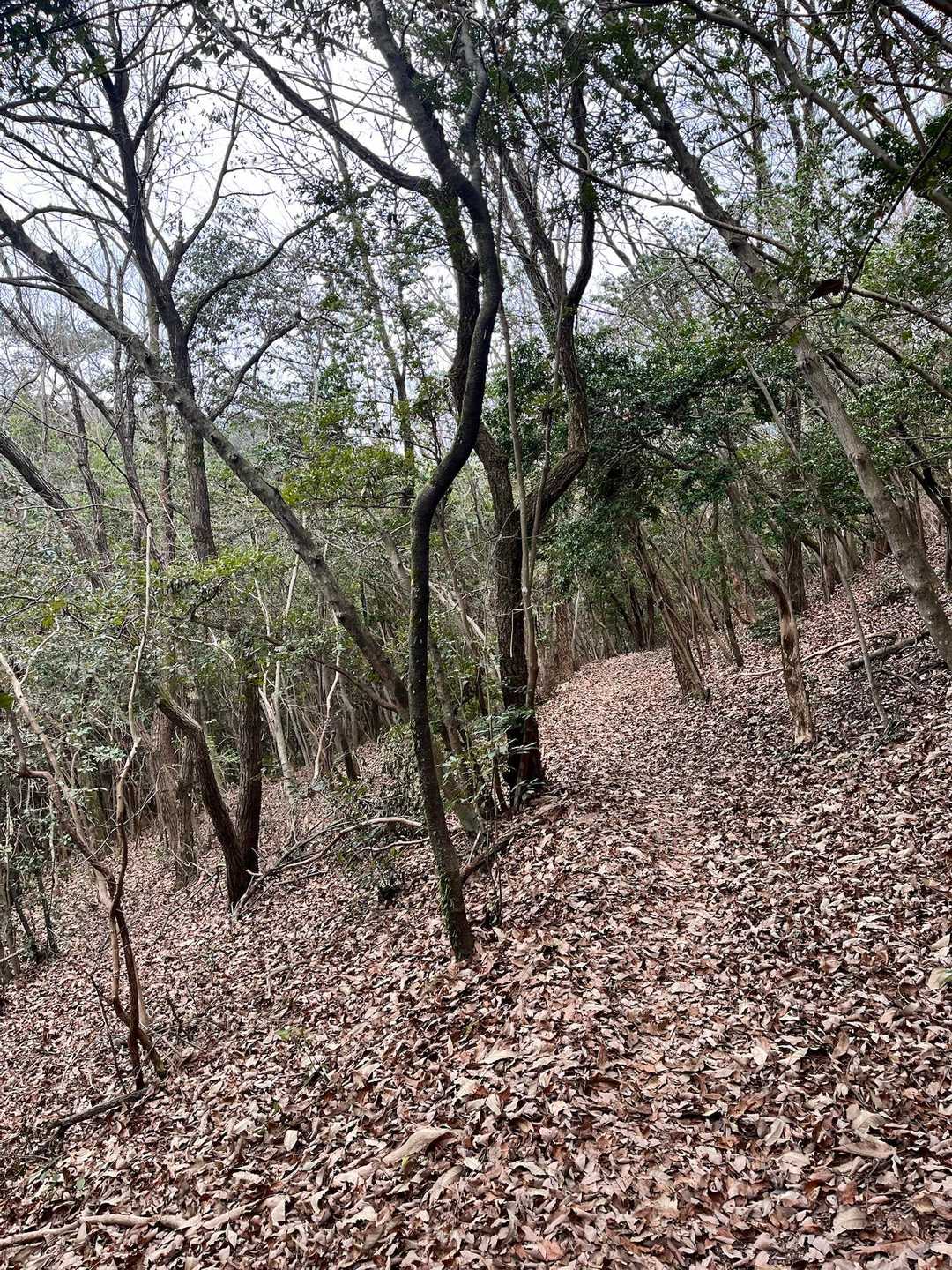 この時期でも、落ち葉の絨毯🍂