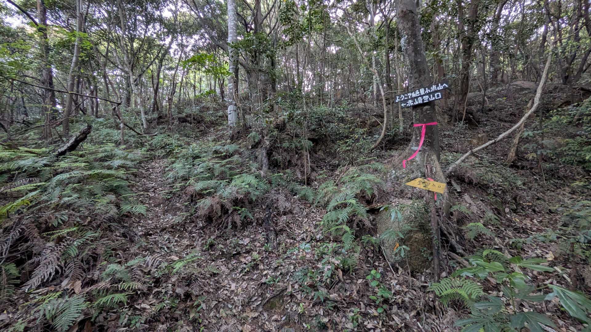 赤崎コースで下山