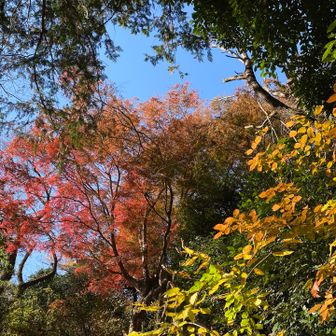 まだ紅葉が残ってます。