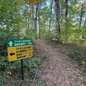 分岐です〜、ここからホワイトロードのトイレ行けるみたい。