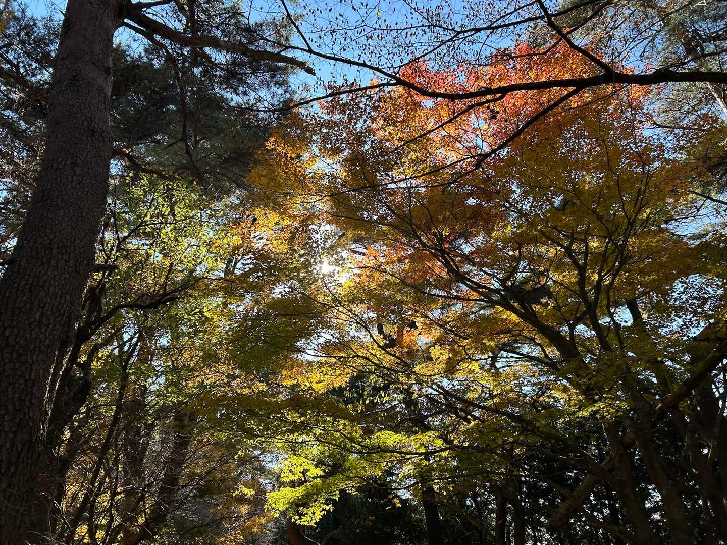 大倉バス停-堀山-塔ノ岳-日高-竜ヶ馬場-丹沢山 縦走コースの写真