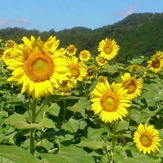 🌻ひまわり🌻