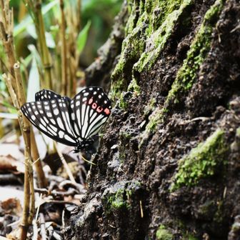 外来種（特定外来生物）のアカボシゴマダラ
増えちゃわないでねっ
