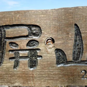 どんぐりトトロ🫣