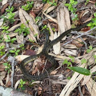 閲覧注意⚠️
相方さんが行きたいって言うから赤倉山へ。
道中に出会すマム🐍