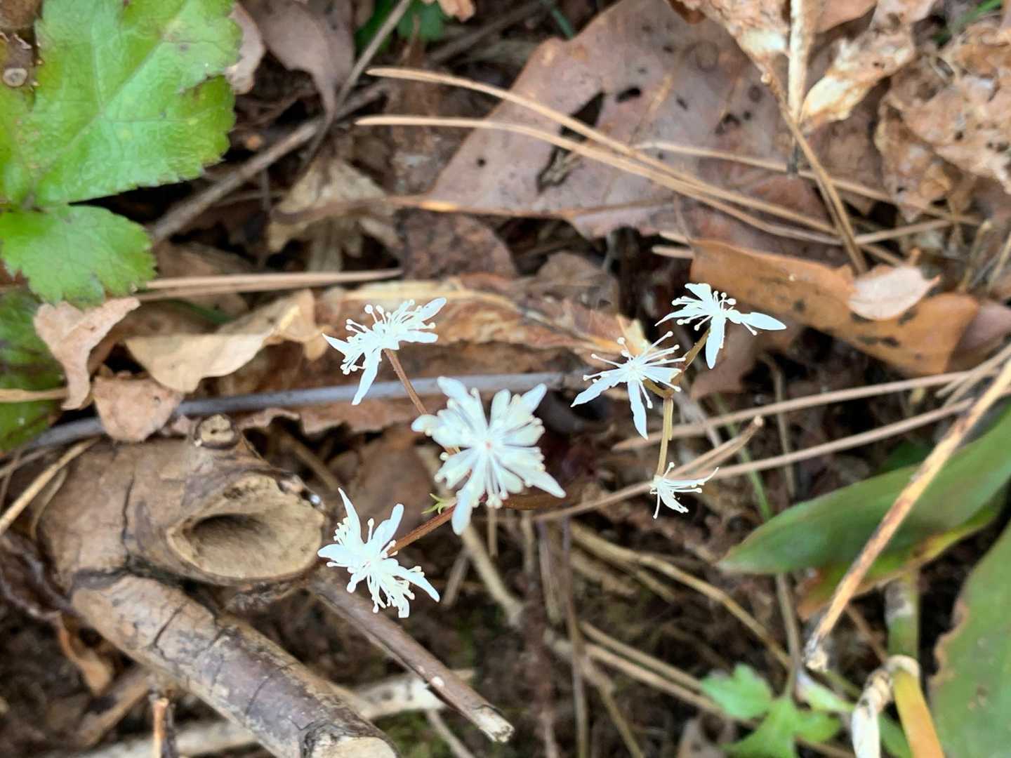 セリバオウレンも少し咲いてました。