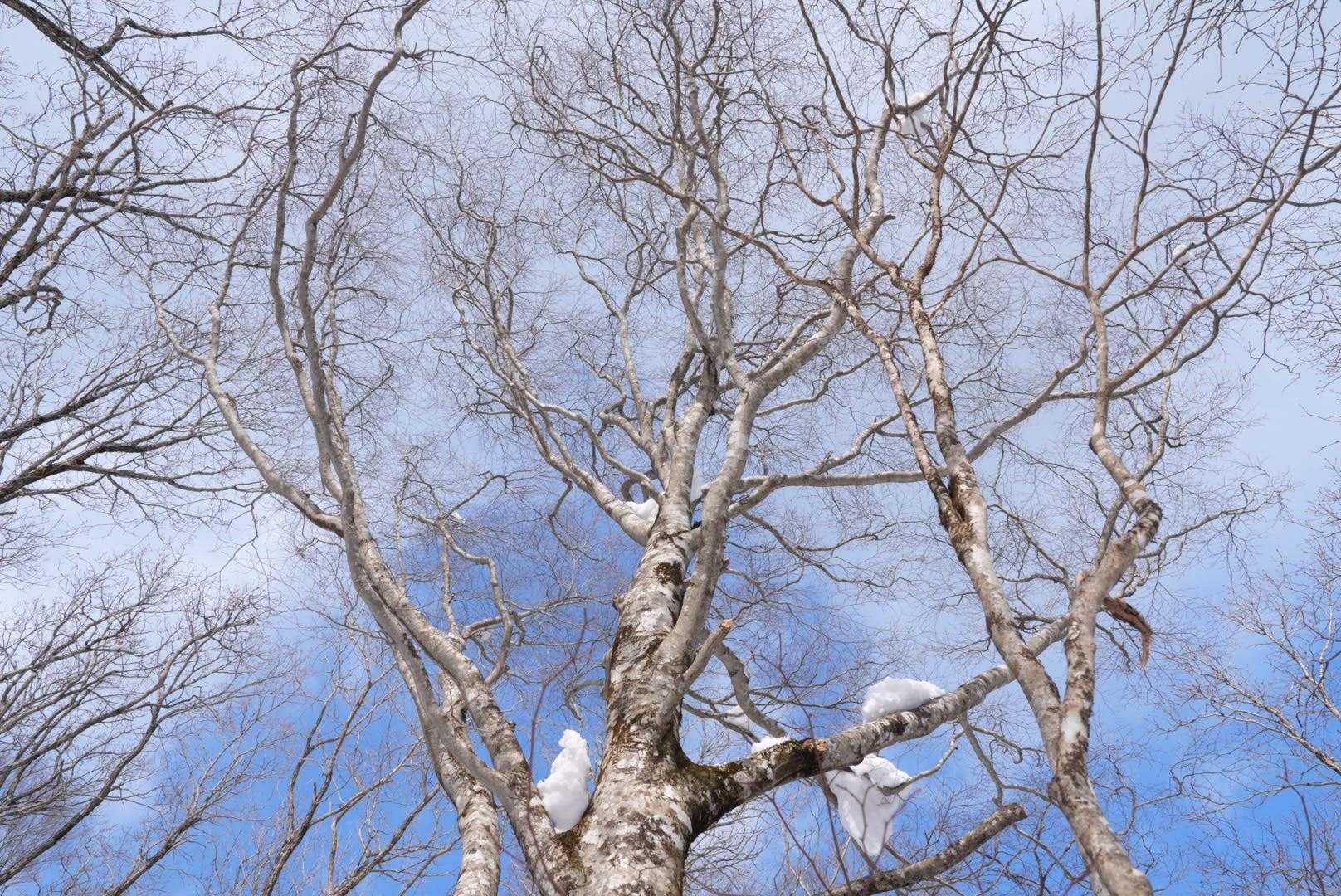 かっこいい巨木😎