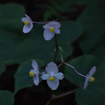 花は律儀に、季節を選んで咲く🌸