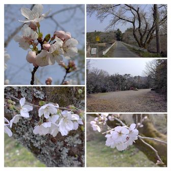 駐車場に戻ったら、あんなにたくさんいた車がいなくなっていました。桜を愛でて終了です。