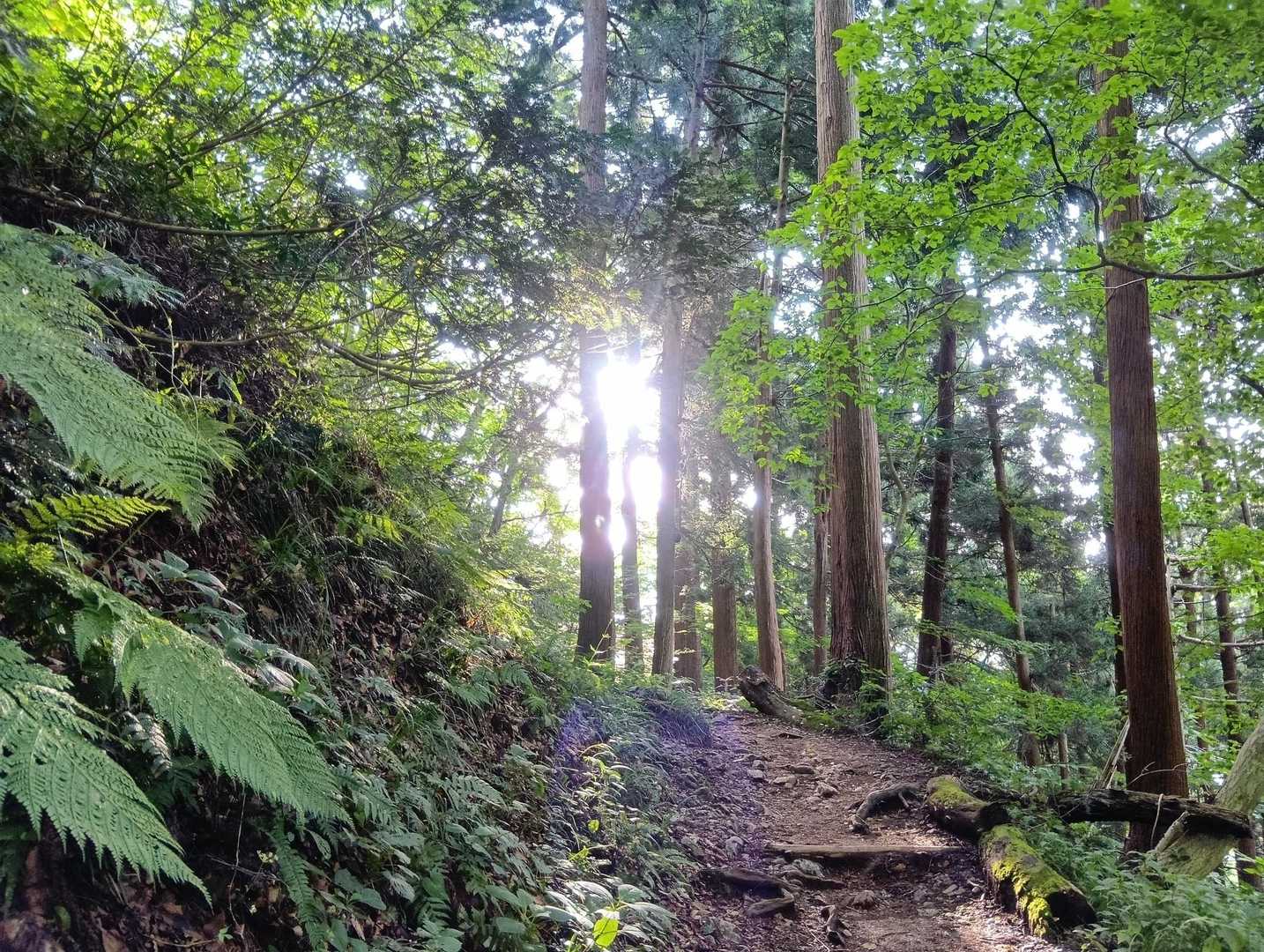 表参道コース | 彌彦神社から始まる、越後人の「心のふるさと」標高634mの霊峰の写真