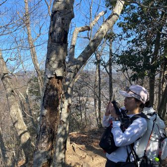 木に山頂プレートが打ちつけてありました