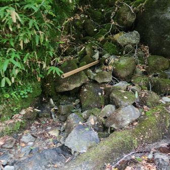 枯れてる