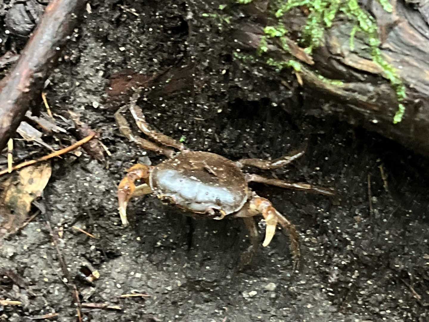 なぜか🦀がいました😅