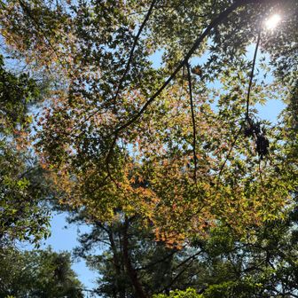 油コブシ山頂手前で紅葉しててビックリ🫢3日前は紅葉に気づかなかった🤔残暑は厳しいけれど🥵季節は進んでますね🍁✨