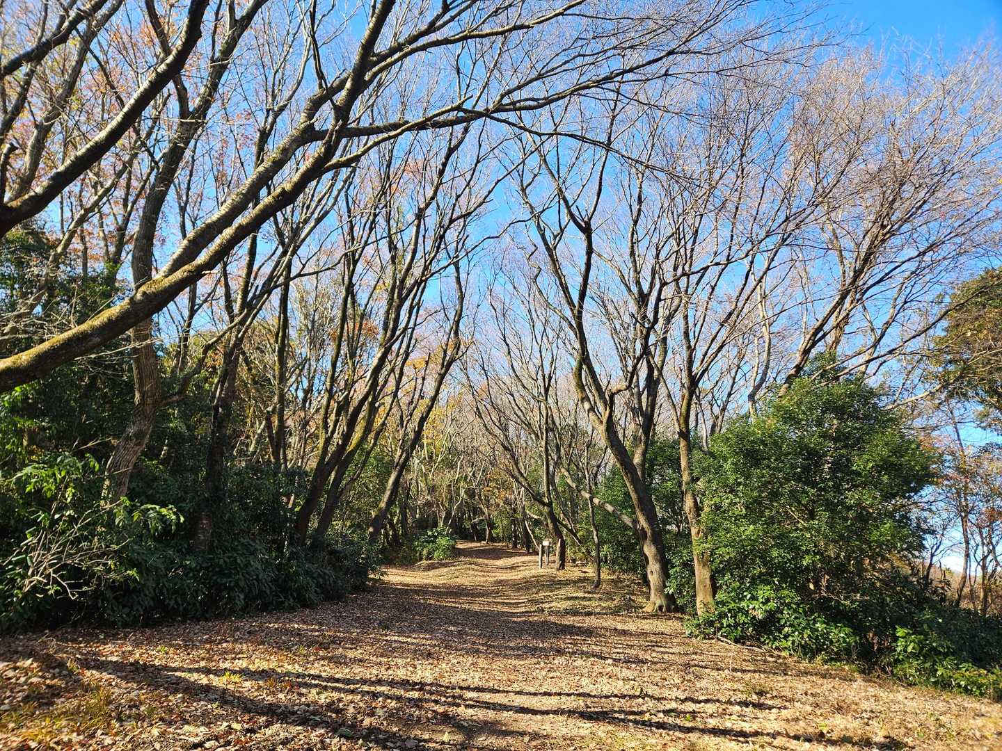 スキップしたくなる道🎵