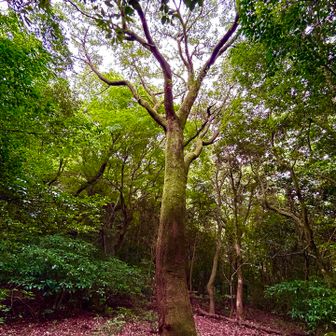桜　立派