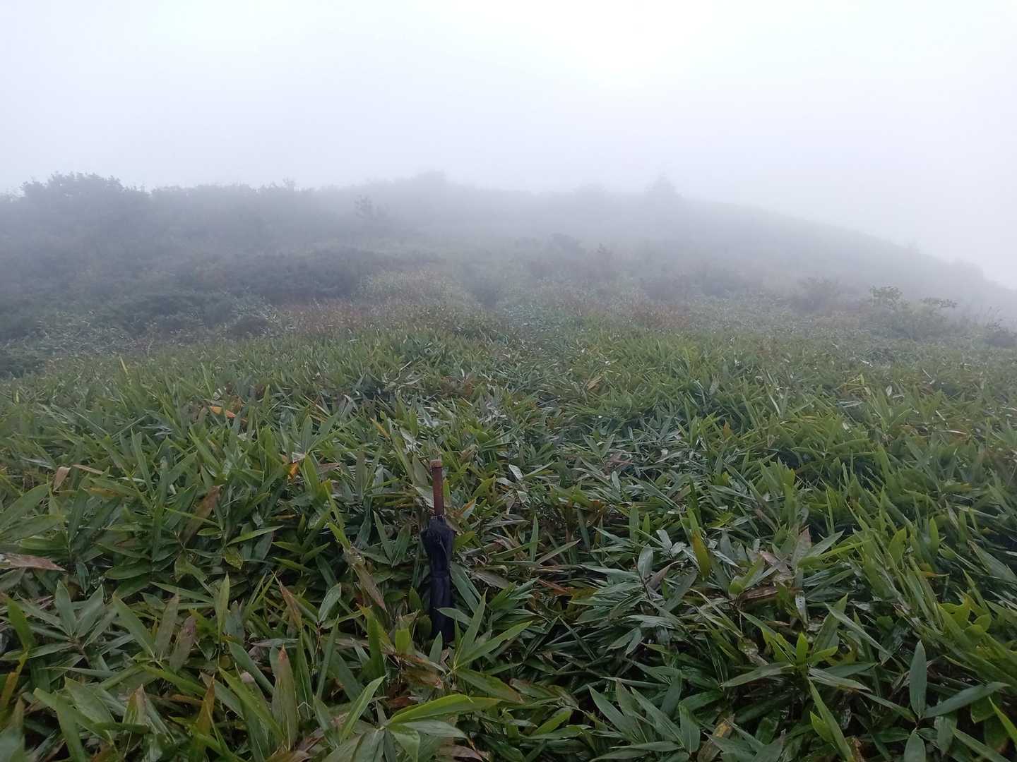 道後山山頂が見えた：：
