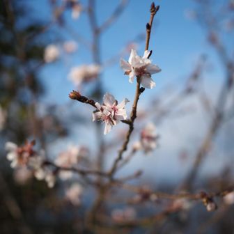途中に冬桜