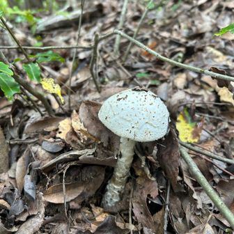 ノコ活🍄
