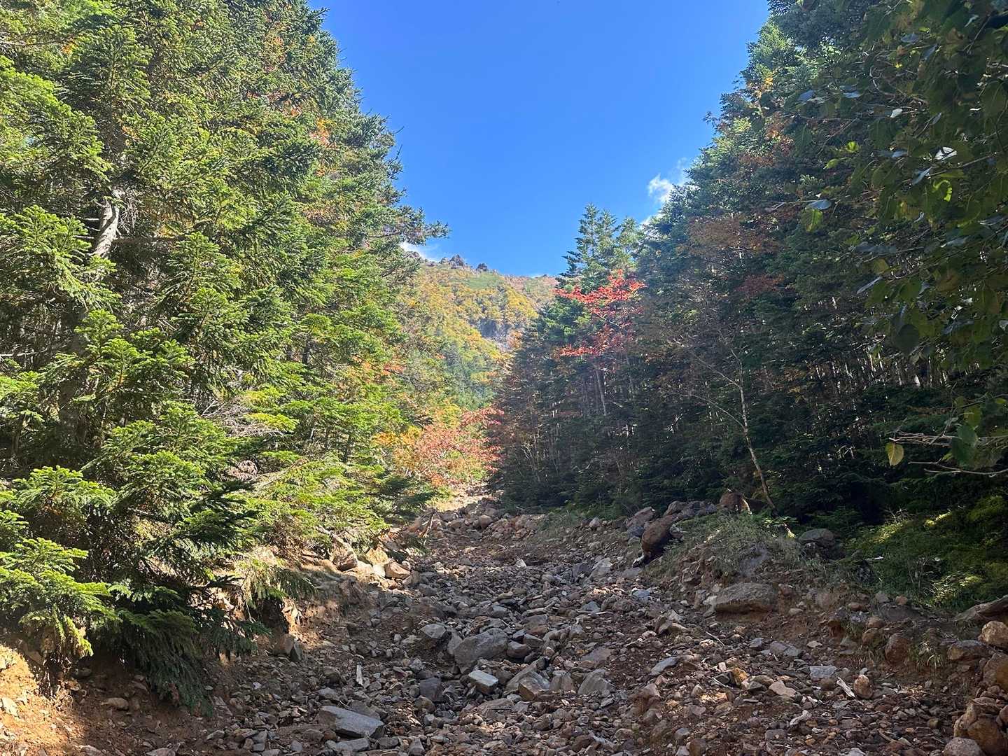 こちらも紅葉🍁