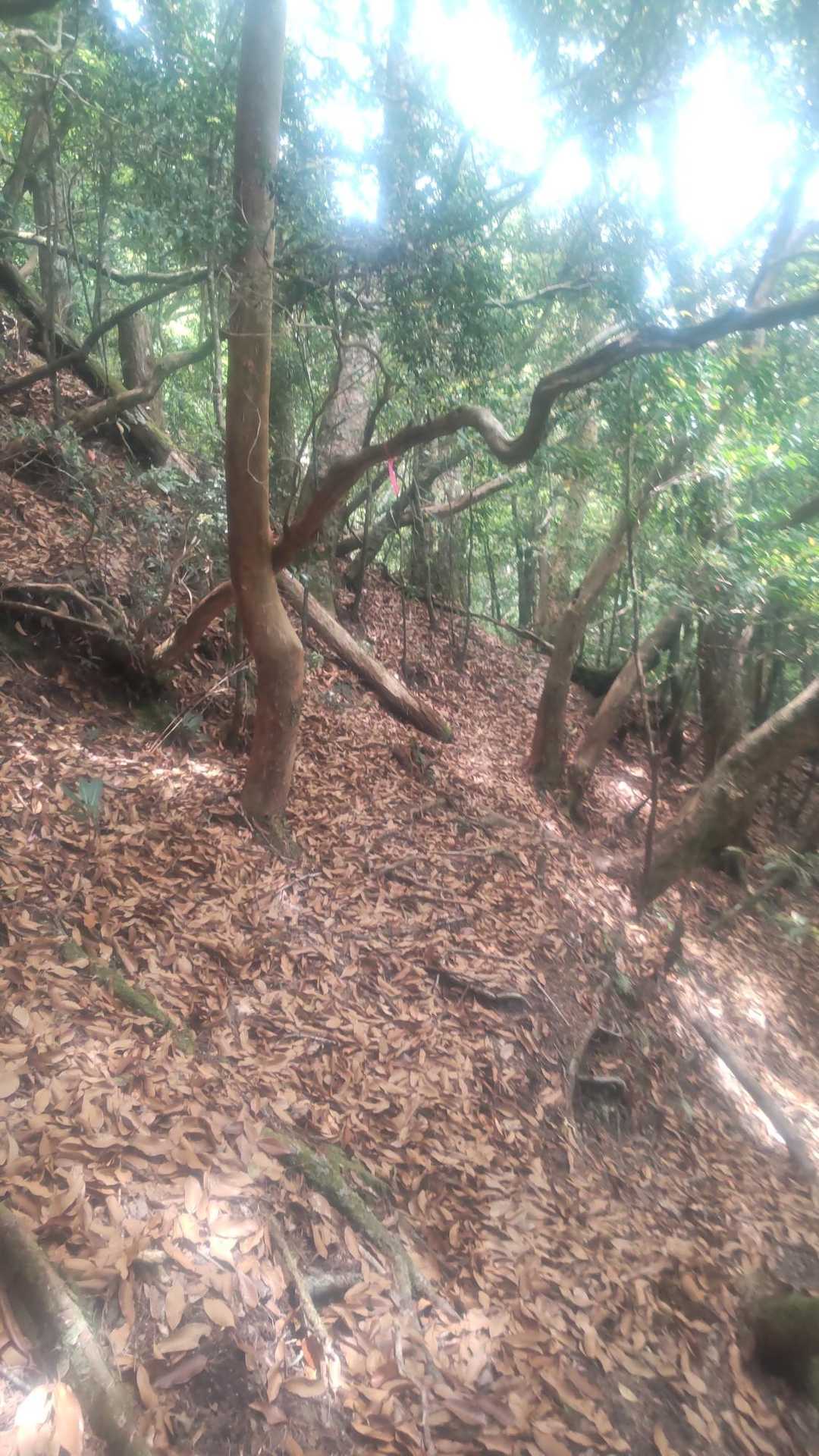 落葉🍂が曲者です💦😨