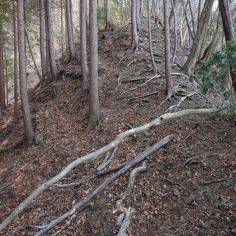 桃ノ木沢ノ頭山頂への正しいアプローチ😅
下りて来た後、振り向いて撮影